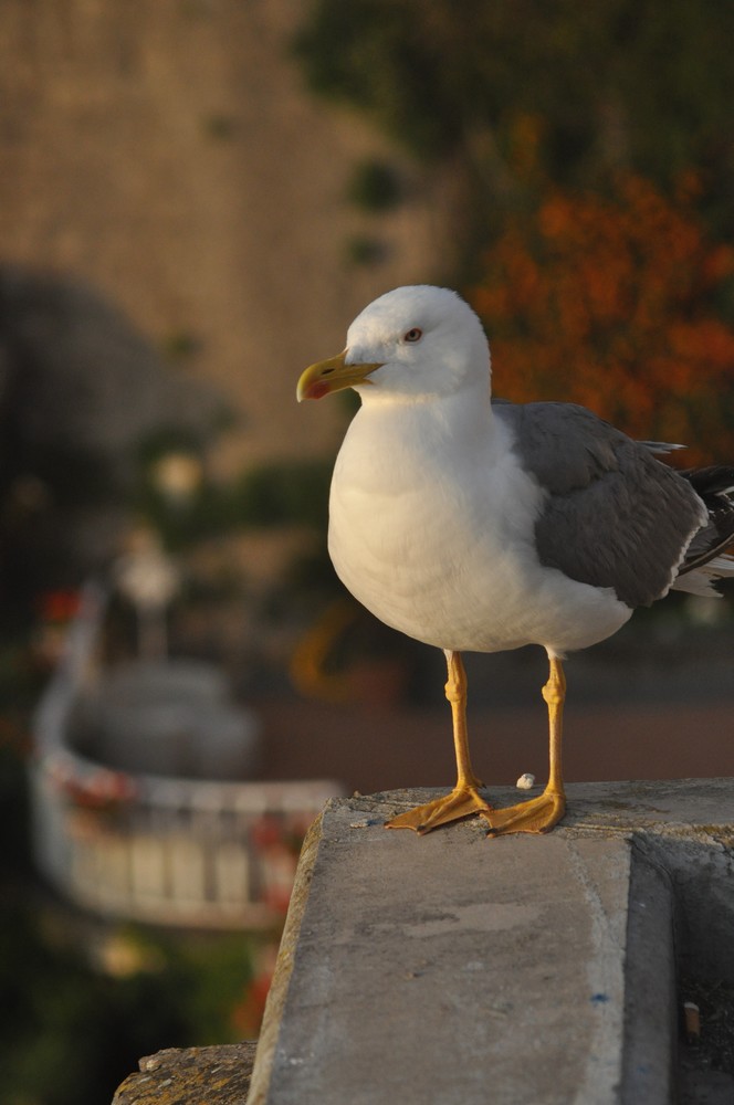 identificazione gabbiani